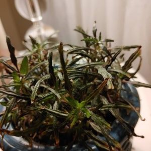 Meet your Posher, Barb